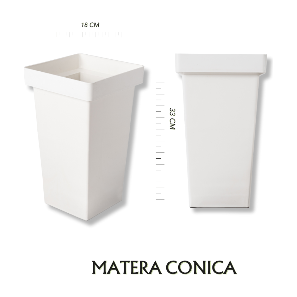 Conica Blanca